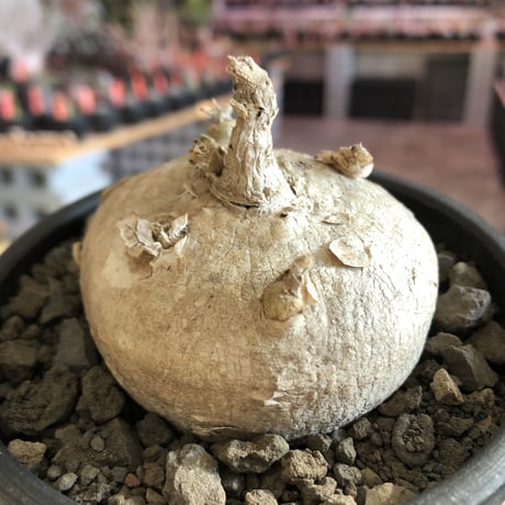 pentagonanthus grandiflorus ssp.glabrescens《L size 》※現地球発根後店主国内管理3年株※激希少‼︎big美樹形※black bowl pot植え