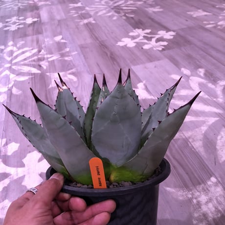 agave    parryi（L  size）インスタグラム掲載株‼︎