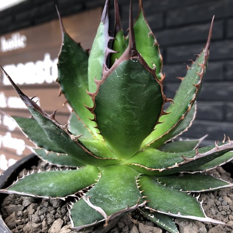 agave  horrida《大きめM size》※発根後店主国内管理2年株※締まり良きbest sizeなホリダ※mad black bowl pot植え