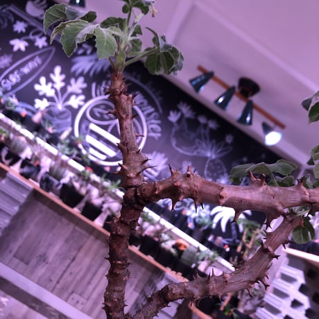 jatropha  fissispina 《L size》希少種希少size‼︎ ※大変仕上がった木質化&枝振りbalance株‼︎ ※限定1株