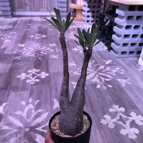 packypodium  gracilius《M size》※現地球株  発根済み株‼︎  （限定10株）