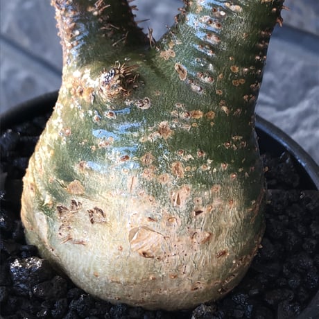 pachypodium gracilius《小さめM size》希少green肌※現地球発根後店主国内管理3年株※激ぼってりトトログラキ樹形が堪らない※mad black bowl pot植え