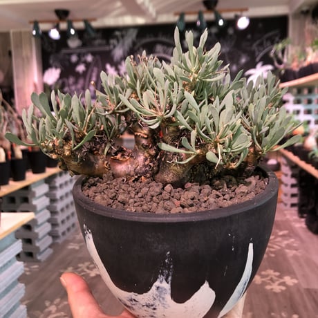 othonna   euphorbioides《L size》black肌※三分頭な最高balance株‼︎ウェイトが下にある堪らない樹形※mad black marble bowl pot植え