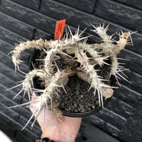 sarcocaulon crassicaule《大きめL size》※現地球発根済株※店主国内管理4年株※ヤバい枝振り鋭く赤味ある強刺に縮れ葉＆白花なwild株※mad black pot植え