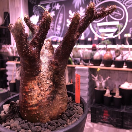 packypodium  gracilius《M  size》※現地球発根済※赤すぎる赤肌&現地焼け堪らぬリトモン渾身の一株‼︎※mad black pot植え