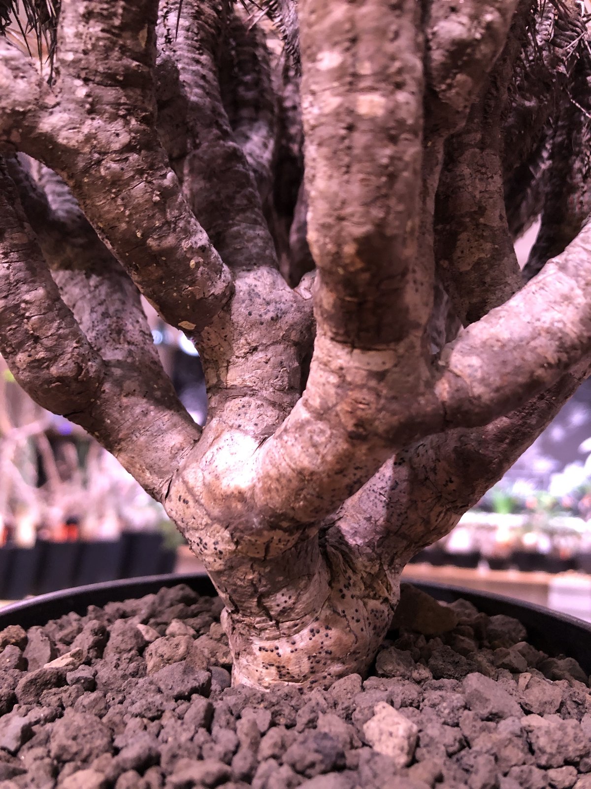 euphorbia guillauminiana《L size》※現地球発根済株※幹は