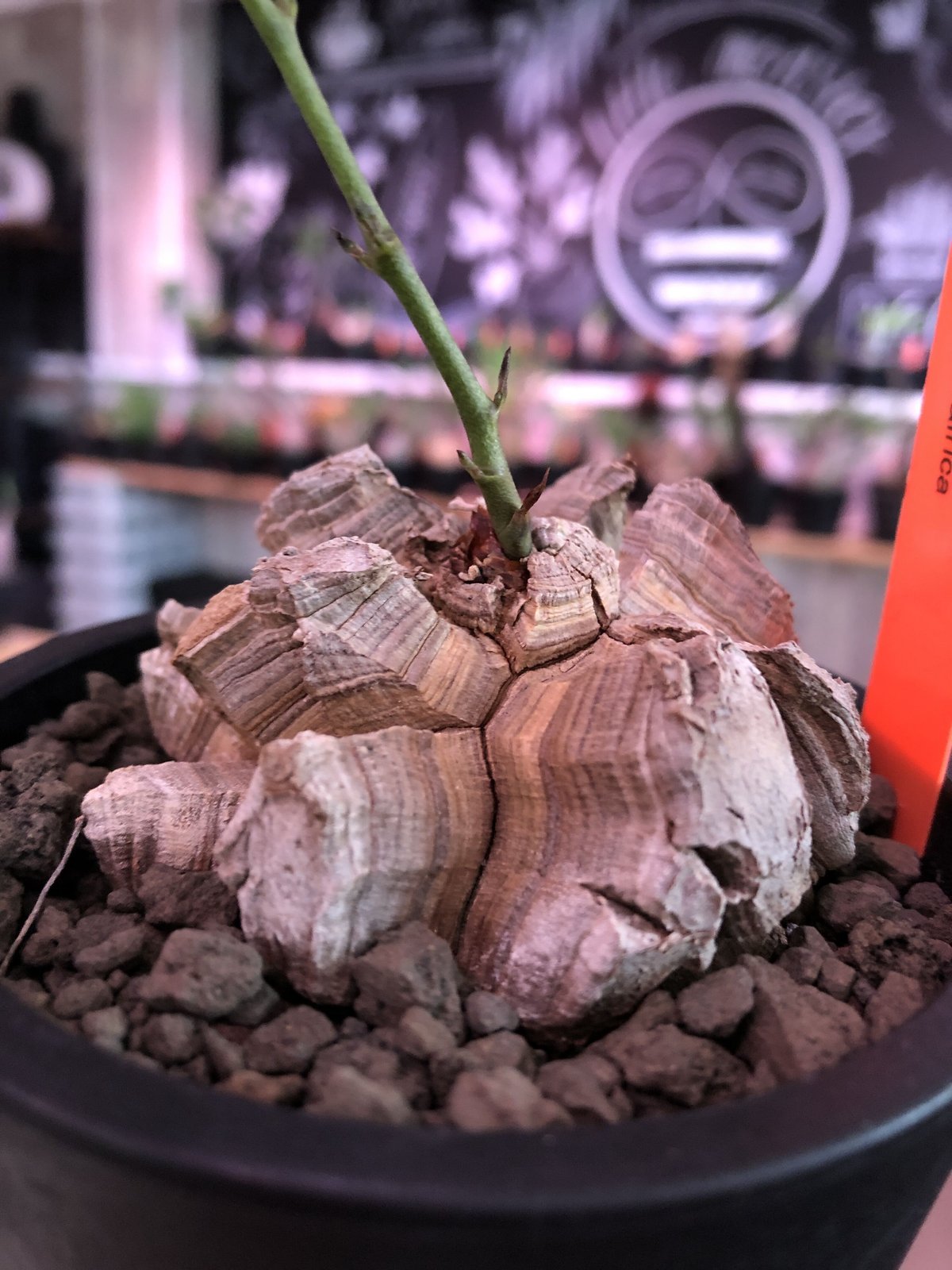 No.633 Dioscorea elephantipes アフリカ亀甲竜　実生 CHUBBY PLANTS | Dioscorea elephantipes アフリカ亀甲竜 実生7