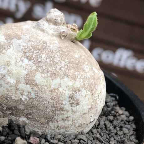 pentagonanthus grandiflorus ssp.glabrescens《M size 》※現地球発根後店主国内管理2年株※激希少種‼︎可愛すぎる装い※mad black pot植え