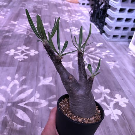 packypodium  gracilius《M size》※現地球株  発根済み株‼︎  （限定10株）