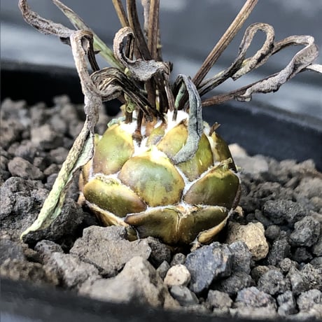othonna   lepidocaulis《S size》※littmon seed🌱※ボール型からの成長と表皮の変色の変化も楽しめる一株※mad black pot植え