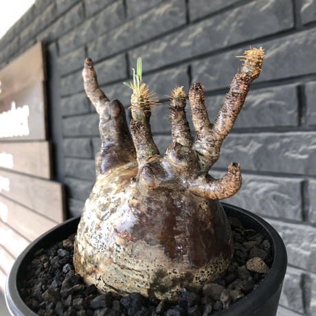 pachypodium gracilius《L size》※現地球発根後店主国内管理5年株※ぼってり良樹形な両A面‼︎選抜グラキ※mad black pot植え