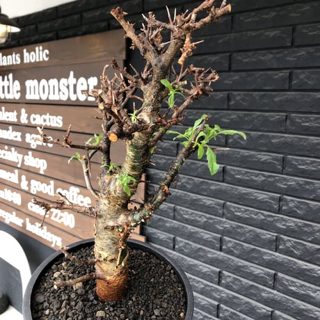 commiphora  eminii《L size》※現地球発根後店主国内管理3年株※渋く大変wildな棘&枝振りが堪らない良樹形な佇まい‼︎※mad black bowl pot植え