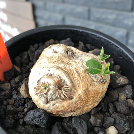 pachypodium  brevicaule恵比寿笑い《S size》※現地球発根後店主国内管理2年株※逆に流通少なき激かわサイズ‼︎ほっこりし堪らない一株‼︎※mad black pot植え