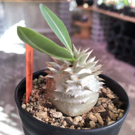 packypodium densicaule恵比寿大黒　littmon  seed🌱《大きめS size》※超球体&肌質が堪らないかわいさ‼︎※限定１株