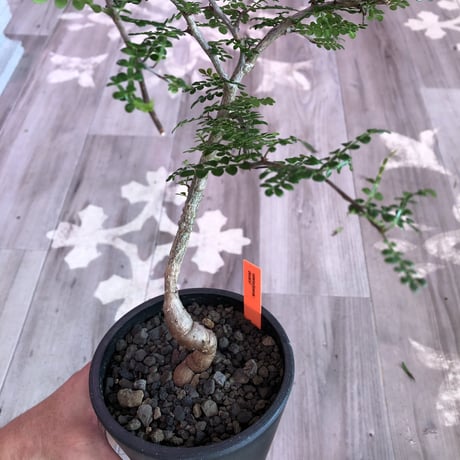 opercullicarya   decaryi  littmon  seed🌱  《4年株》mad  black  pot植え （限定3株）
