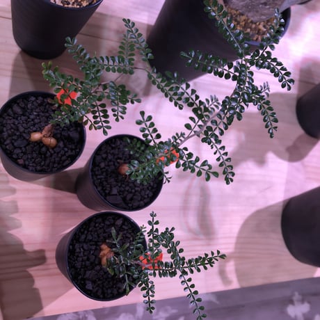 opercullicarya   packypus  littmon  seed🌱 《２年半株》balance良く装い良き一株‼︎　※（限定３株）