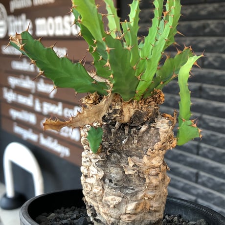 euphorbia clavigera 《M size》※現地球株発根済※ワイルドすぎる勲章（傷跡）を持ち樹形バランスも抜群な良き出立ちな一株※black pot植え