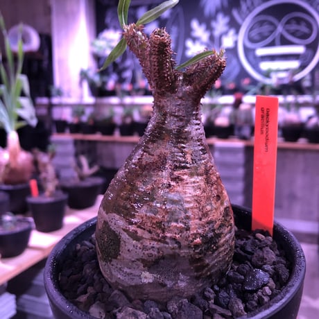 packypodium  gracilius《小さめM size》※現地球発根済株※店主国内管理2年株※短枝weight低くbalance良し‼︎迷彩柄な一株※mad black bowl pot植え