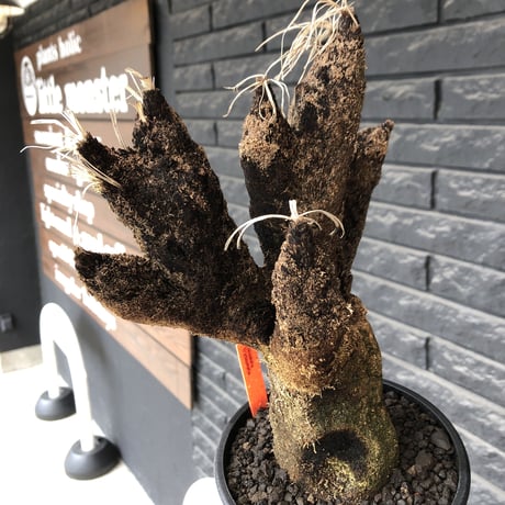 xerophyta  trichophylla《S size》※現地球発根後店主国内管理2年株※驚愕強靭株※枝振り良くweight低く堪らなくかわいい小振りサイズ※mad black pot植え