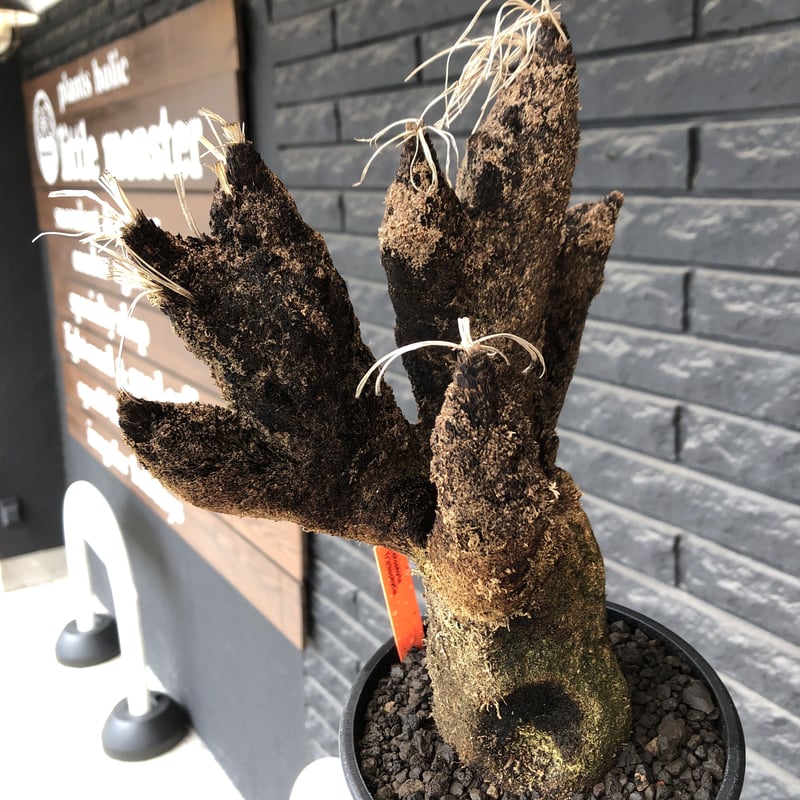 xerophyta trichophylla《S size》※現地球発根後店主国内管理2年株