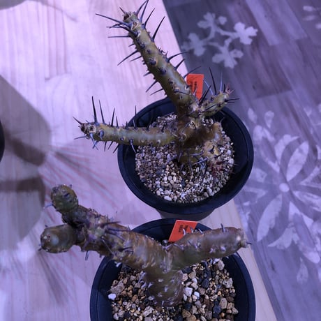 sarcocaulon   crassicaule《S  size》 ※冬型caudex‼︎  人気な冬型種！オススメ株