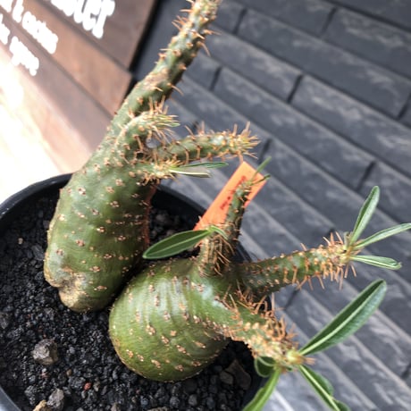 pachypodium gracilius《M size》希少green肌&W-he'd株※現地球発根後店主国内管理2年株※強いgreen肌とぼってり株元な選抜株※mad black pot植え