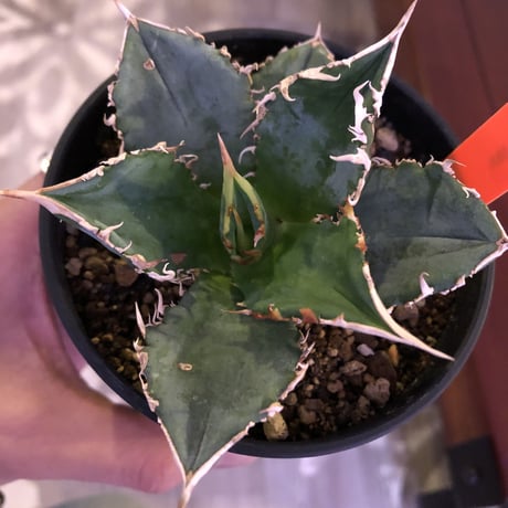 agave     titanota《S  size》from Europa  限定２株‼︎