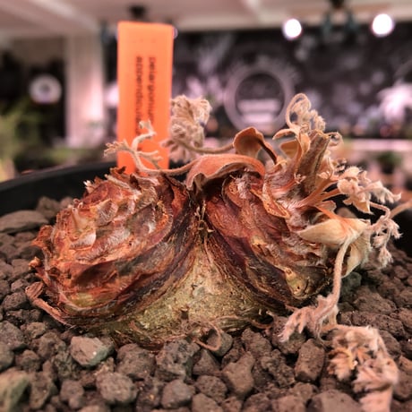 pelargonium  appendiclatum《M size》※店主個人株‼︎現地球発根済株※実生株しかまず出回る事のない激希少‼︎更にW-he'd‼︎🤩※mad black pot植え