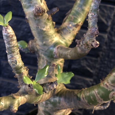 tylecodon  paniculatus《L L size》店主国内管理9年株※かなり立派なパニク‼︎大変威勢よく動き始めてます‼︎※希少size‼︎