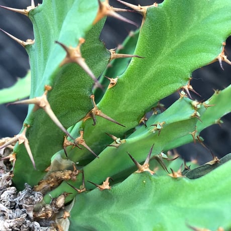 euphorbia clavigera 《M size》※現地球株発根済※ワイルドすぎる勲章（傷跡）を持ち樹形バランスも抜群な良き出立ちな一株※black pot植え