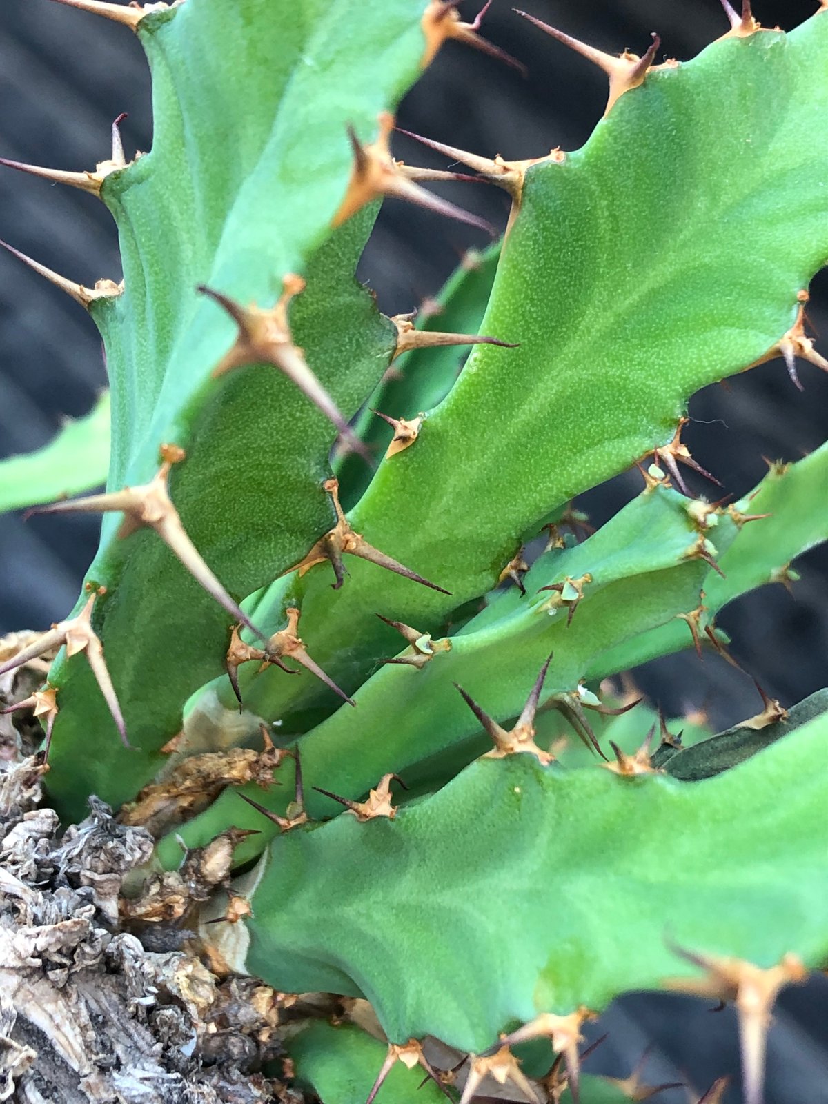 euphorbia clavigera 《M size》※現地球株発根済※ワイルドすぎる勲章（