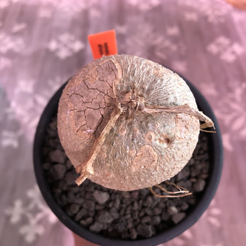 kedrostis africana《M size》※美しく綺麗な肌質が魅力なアフリカーナ‼