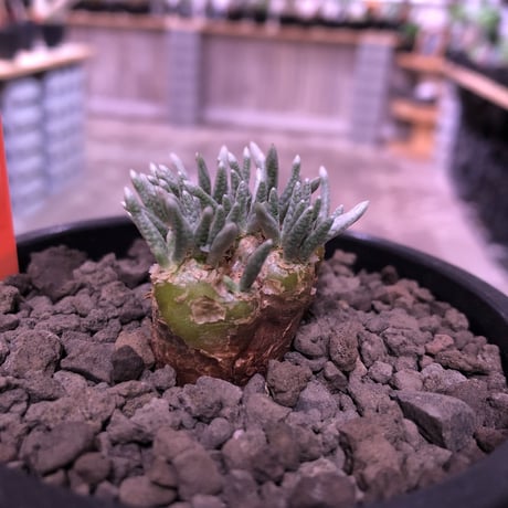 avonia   alstoni 《M size》※愛くるしさ柔らかさを感じる堪らない冬の人気者‼︎※ mad black pot植え　※限定1株