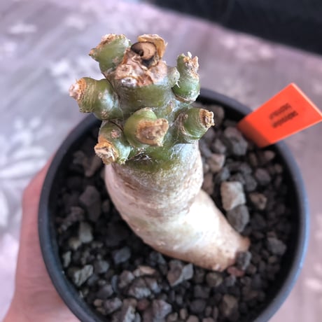 packypodium bispinosum 《大きめS size》※現地球発根済株‼︎※今後の成長が楽しみな特化した一味ある樹形のビスピ‼︎※mad black bowl pot植え