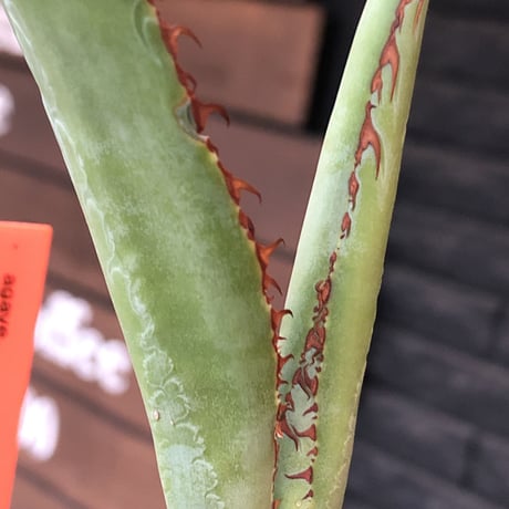 agave  bovicornuta《大きめS size》※発根済株※長短のある赤棘が交互に生える希少性高きボビコルヌータ※mad black pot植え
