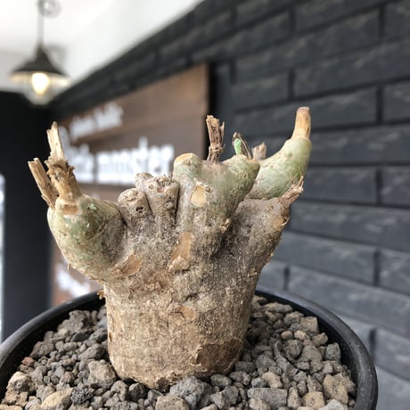 pterodiscus luridus 《大きめM size》極低重心株※現地球発根後店主国内管理3年株※balance良く、極めて枝振り良き一株※mad  black bowl  pot植え