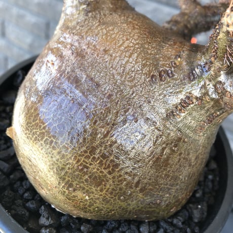 pachypodium gracilius《 L size》偏平&極ぼってり樹形に現地焼け肌※現地球発根後店主国内管理2年株※bigで最高にweight低き装い※mad black pot植え