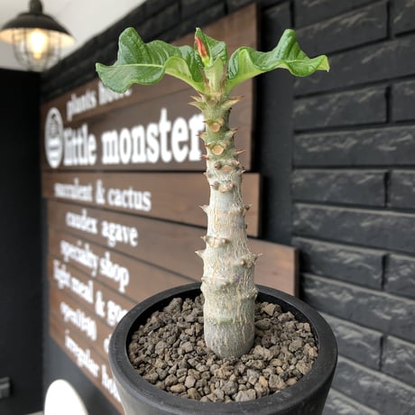 pachypodium  windsori i× baronii  《M size》希少※現地実生発根済株※成長楽しみな双方の良さが活きた将来有望株※mad black pot植え