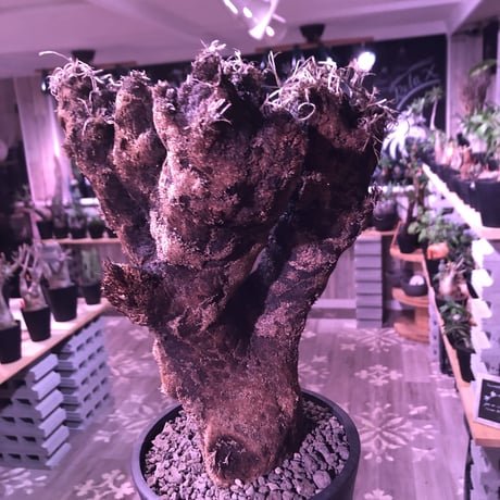 xerophyta  trichophylla《L L size》※現地球発根済株‼︎※驚愕最強靭株‼︎今回は極太キセロ‼︎※限定３株※mad black pot植え