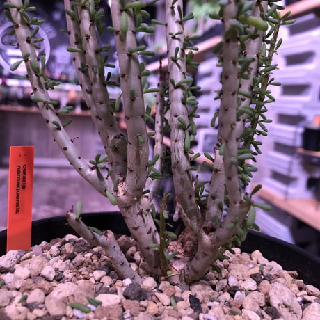 ceraria   namaquensis《L size》※年々分岐する上、上品且つ大変綺麗なsilver green colorの葉が美しい一株‼︎※限定2株