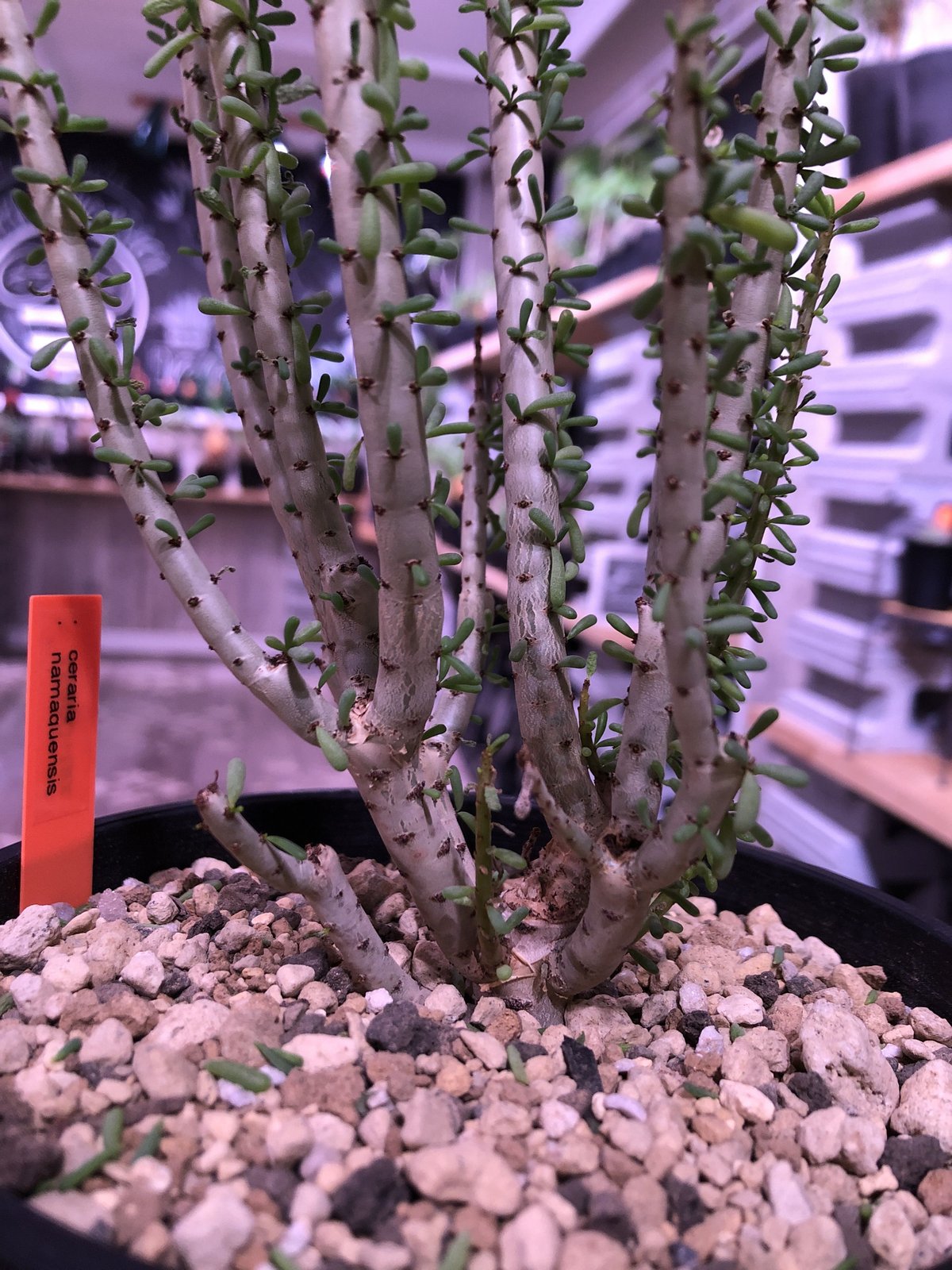 ceraria namaquensis《L size》※年々分岐する上、上品且つ大変綺麗な