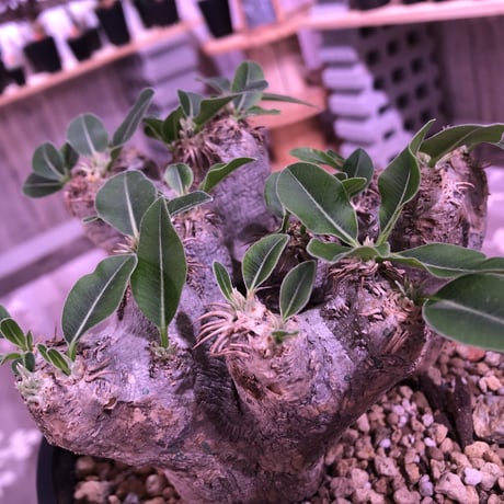 packypodium    roslatum var. eburneum（L size） ※現地球   発根済み株