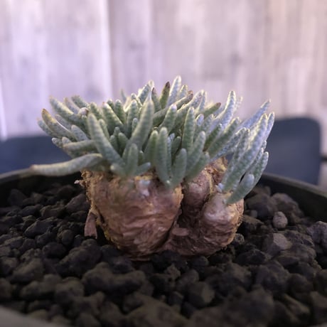 avonia   alstoni 《M size》 mad black  bowl pot植え　※愛おしさが堪らない!冬型の人気者