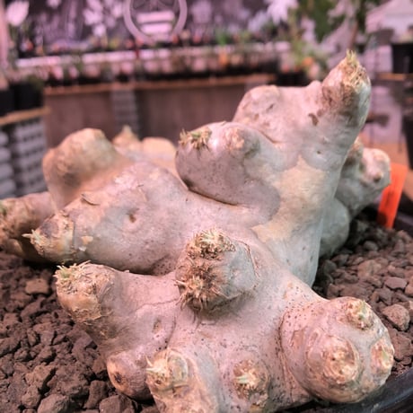 packypodium  brevicaule  恵比寿笑い《特大 L  L size》※現地球発根済株※大変interior性高き美肌白肌な上、希少樹形でbigな笑い※浅鉢植え