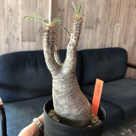 packypodium    gracilius《S size》発根済み株‼︎選抜組‼︎
