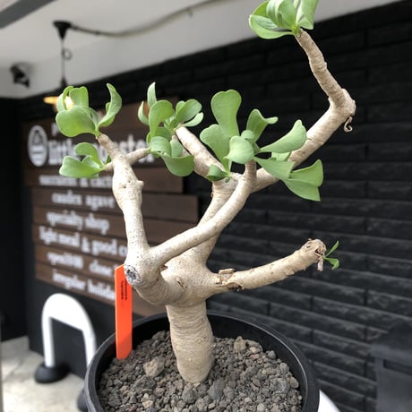 othonna furcata《M size》極白肌&極太幹株※現地球発根後店主国内管理3年株※極美白肌且つ小振りで丁度良きサイズ感※mad black pot植え