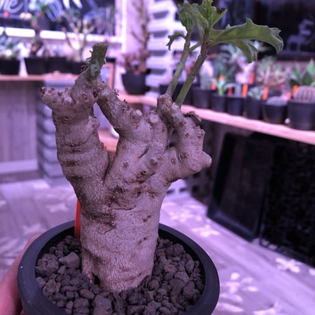 pterodiscus  luridus《M size》白肌で立体的な幹と枝‼︎かわいいです。※mad  black  pot植え