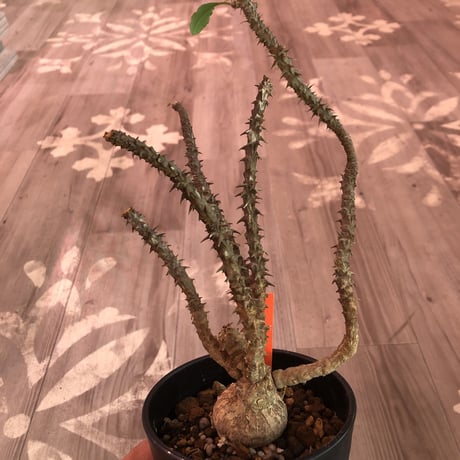 euphorbia    hofstaetteri《M size》希少‼︎