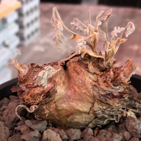 pelargonium  appendiclatum《大きめM size》※店主個人株‼︎現地球発根済株※実生株しかまず出回る事のない激希少‼︎更にW-he'd‼︎🤩※mad black pot植え