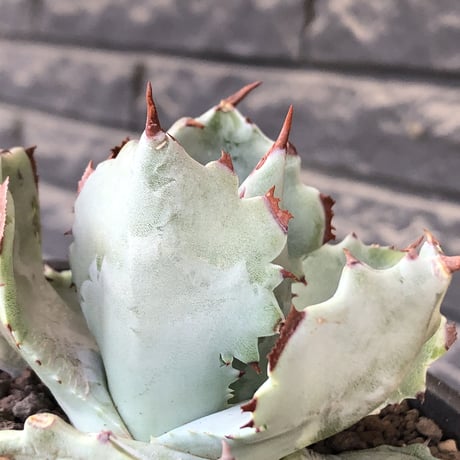 agave  isthmensis《M size》※現地球発根後店主国内管理2年株※weight低く締まり纏まり良き良バランス※mad black pot植え